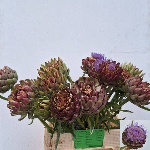 CYNARA SC GREEN GLOB