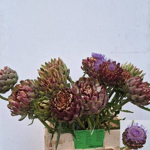 <h4>CYNARA SC GREEN GLOB</h4>