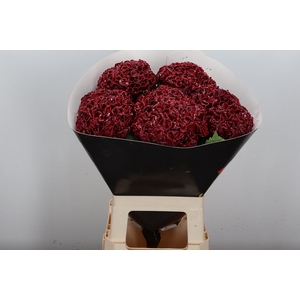 Hydr Wx Pl Bordeaux