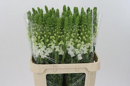 <h4>Antir Mary White It</h4>