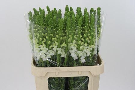 <h4>Antir Mary White It</h4>