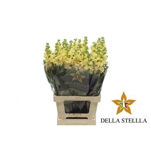 Matth Iron * Premium* Yellow