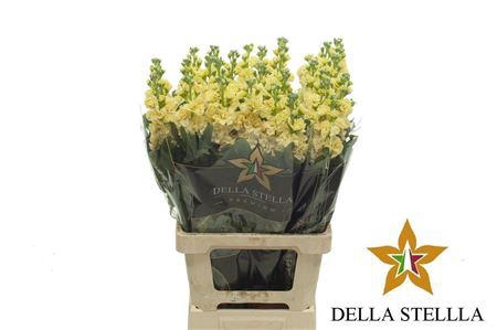 Matth Iron * Premium* Yellow