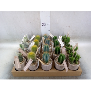 Cactus   ...