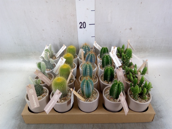 <h4>Cactus   ...</h4>