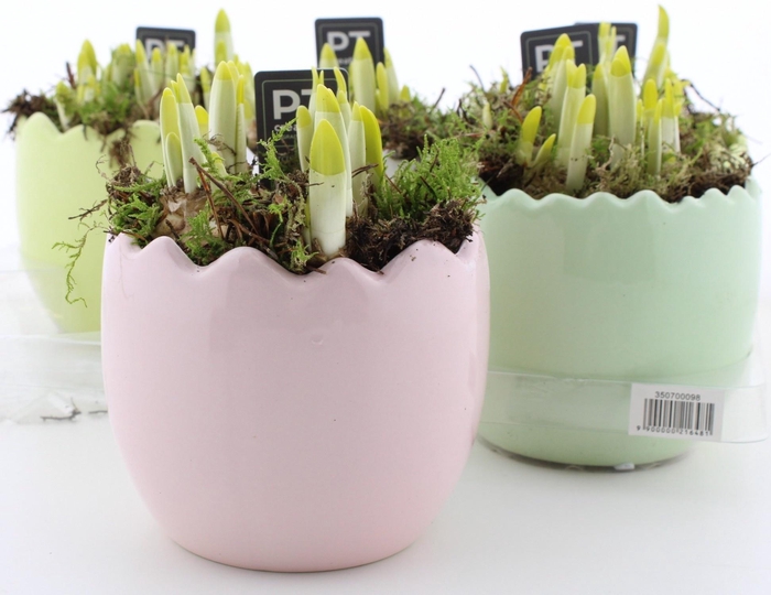 <h4>ARR N TETE A TETE</h4>