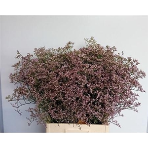 Lim Tall Pink Emille