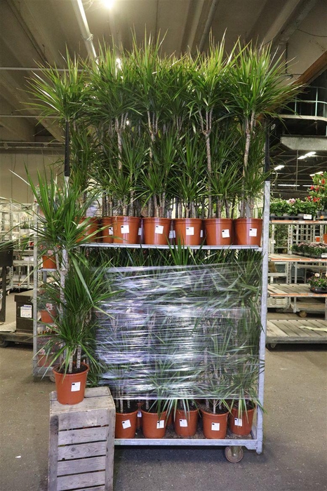 <h4>Dra Marginata</h4>