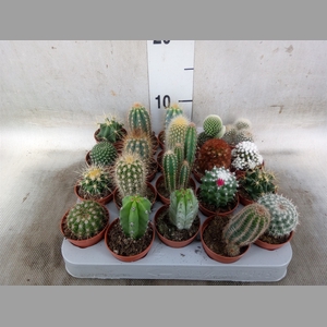 Cactus   ...mix