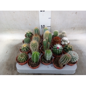 Cactus   ...mix