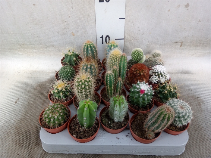 <h4>Cactus   ...mix</h4>