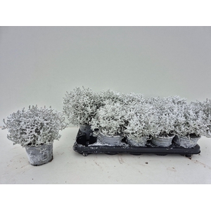 Leucophyta brownii (Calocephalus) 12Ø 20cm