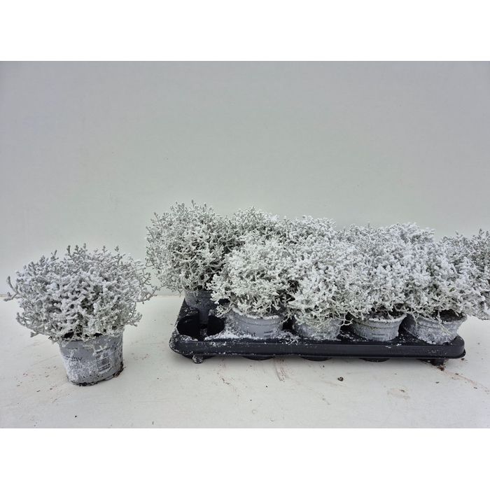 <h4>Leucophyta brownii (Calocephalus) 12Ø 20cm</h4>