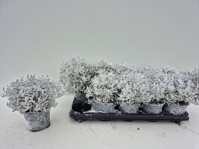 Leucophyta brownii (Calocephalus) 12Ø 20cm