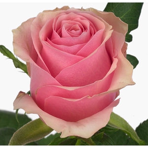 Rosa Celeb