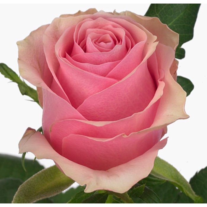 <h4>Rosa Celeb</h4>