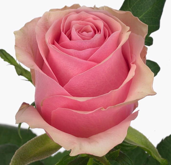 Rosa Celeb