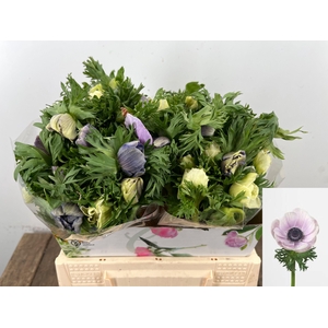 ANEM CO GALIL PASTEL