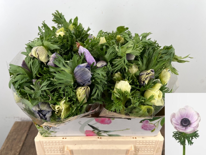 <h4>ANEM CO GALIL PASTEL</h4>