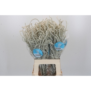 Amaranthus Yearming Desert