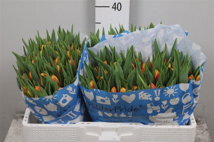 <h4>Tu En Dow Jones</h4>