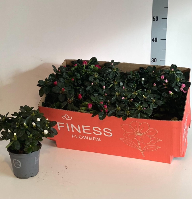 <h4>RHODO SI VOGEL GEM</h4>