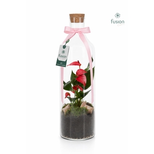 Green Bottle Fles Large met Anthurium