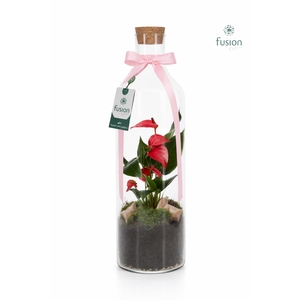 Green Bottle Fles Large met Anthurium