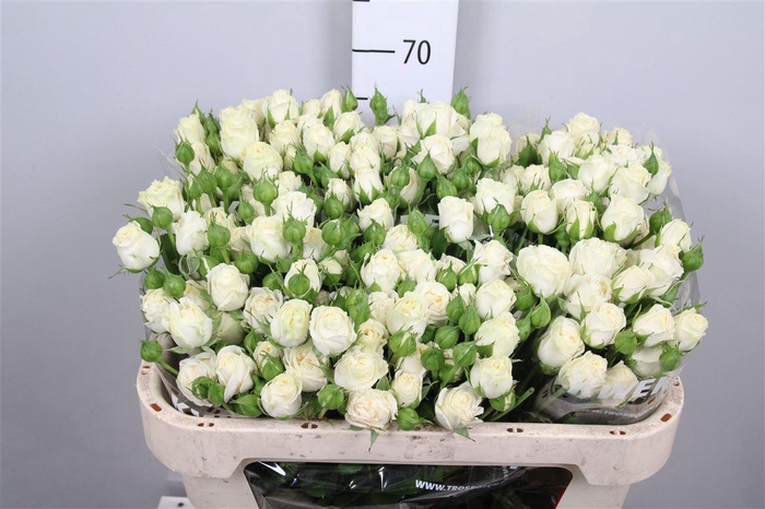 <h4>R Tr Belarus+</h4>