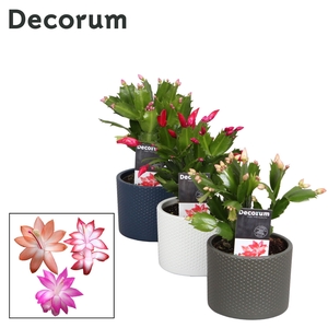 Schlumbergera - 10,5 cm - Keramiek Gemma Mix - Decorum