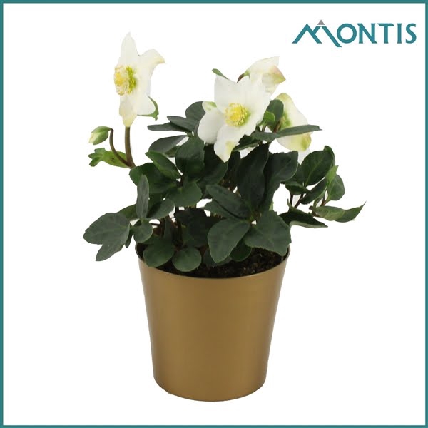 <h4>Helleborus Christmas Carol 12 cm Golden Stars</h4>