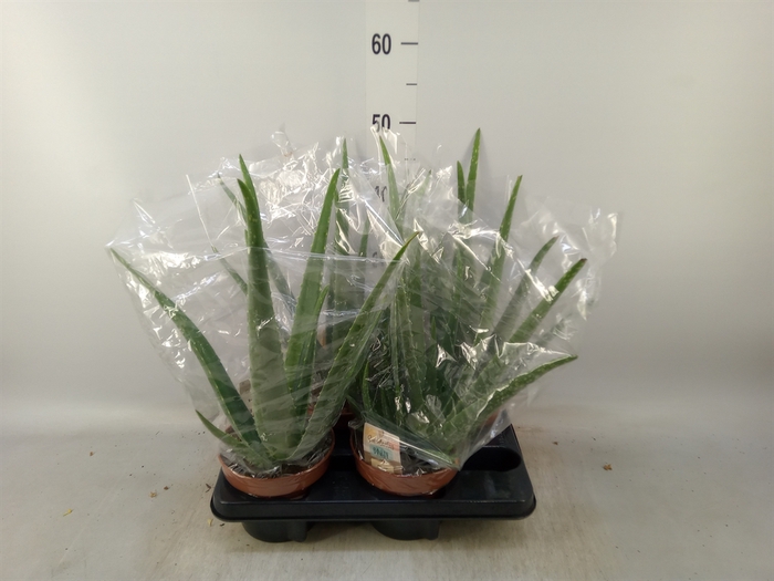 <h4>Aloe vera</h4>