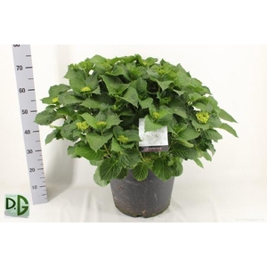 HYDR M CRYSTAL PALAC