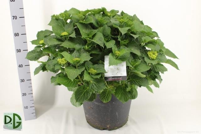 <h4>HYDR M CRYSTAL PALAC</h4>