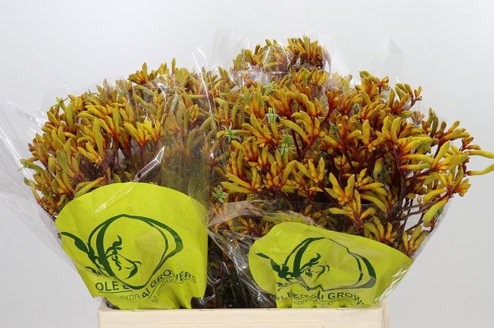 <h4>Anigozanthos Orange Velvet</h4>
