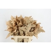 QUERC RUBRA 60CM FROST APRICOT