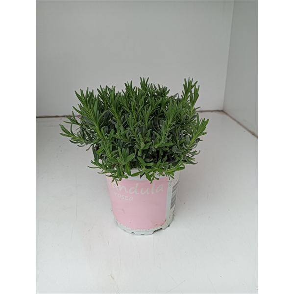 <h4>Lavendel Lavandula rosea roze</h4>