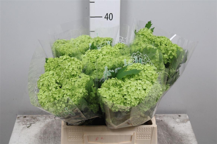 <h4>Viburnum Roseum St 2+</h4>