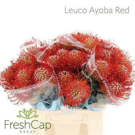 <h4>Leuco Ayoba Red</h4>