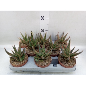 Aloe   ...