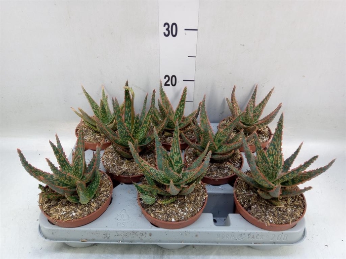 <h4>Aloe   ...</h4>