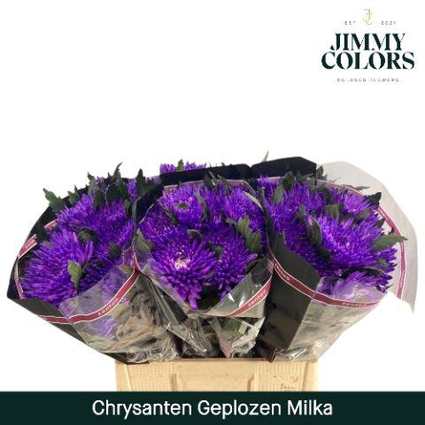 <h4>Chr G Topspin Milka</h4>