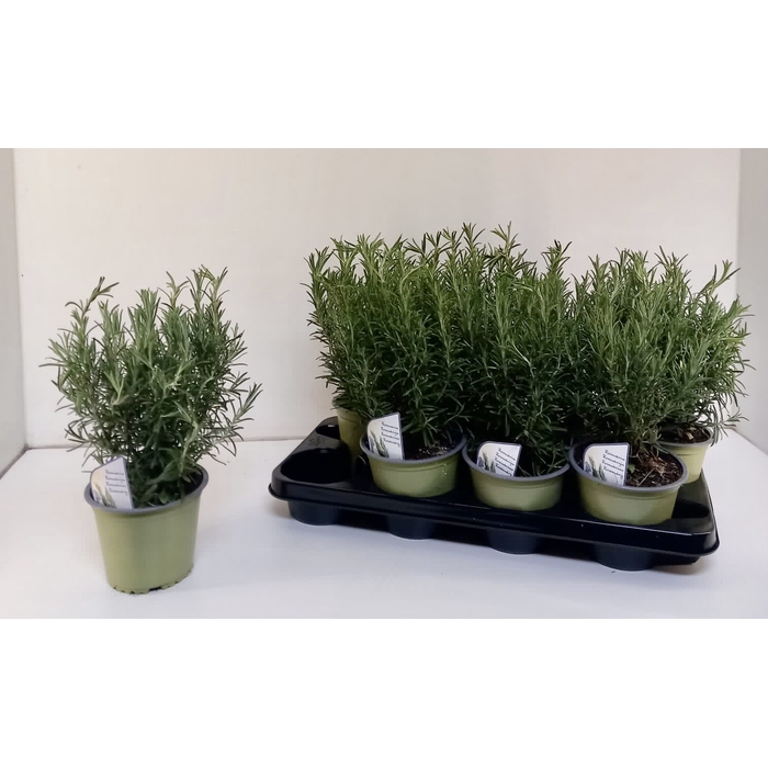 <h4>Rosmarinus officinalis overig</h4>