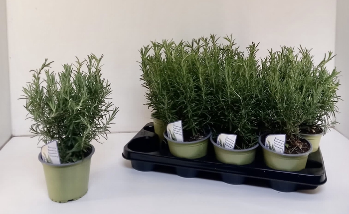 Rosmarinus officinalis overig