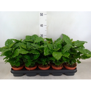 Coffea arabica