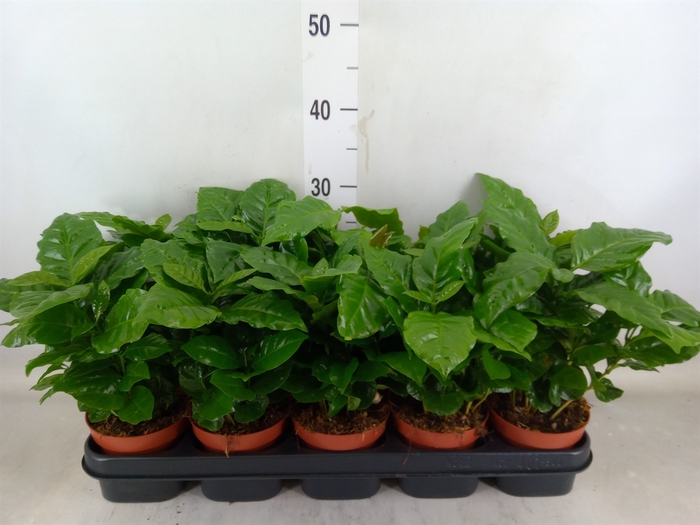 <h4>Coffea arabica</h4>