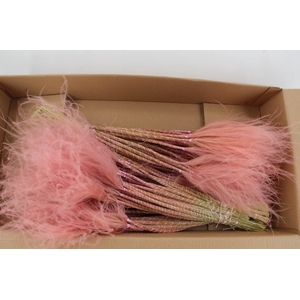 DF Stypha 60 cm Bs Pink