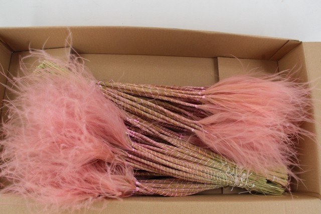 <h4>DF Stypha 60 cm Bs Pink</h4>