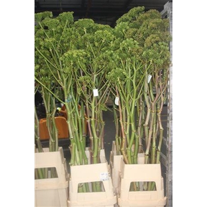 Ferule Zaaddoos 175cm Per Stem