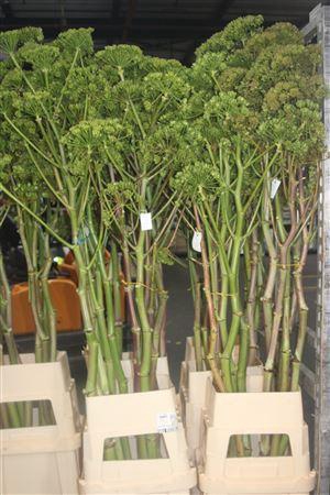 <h4>Ferule Zaaddoos 175cm Per Stem</h4>